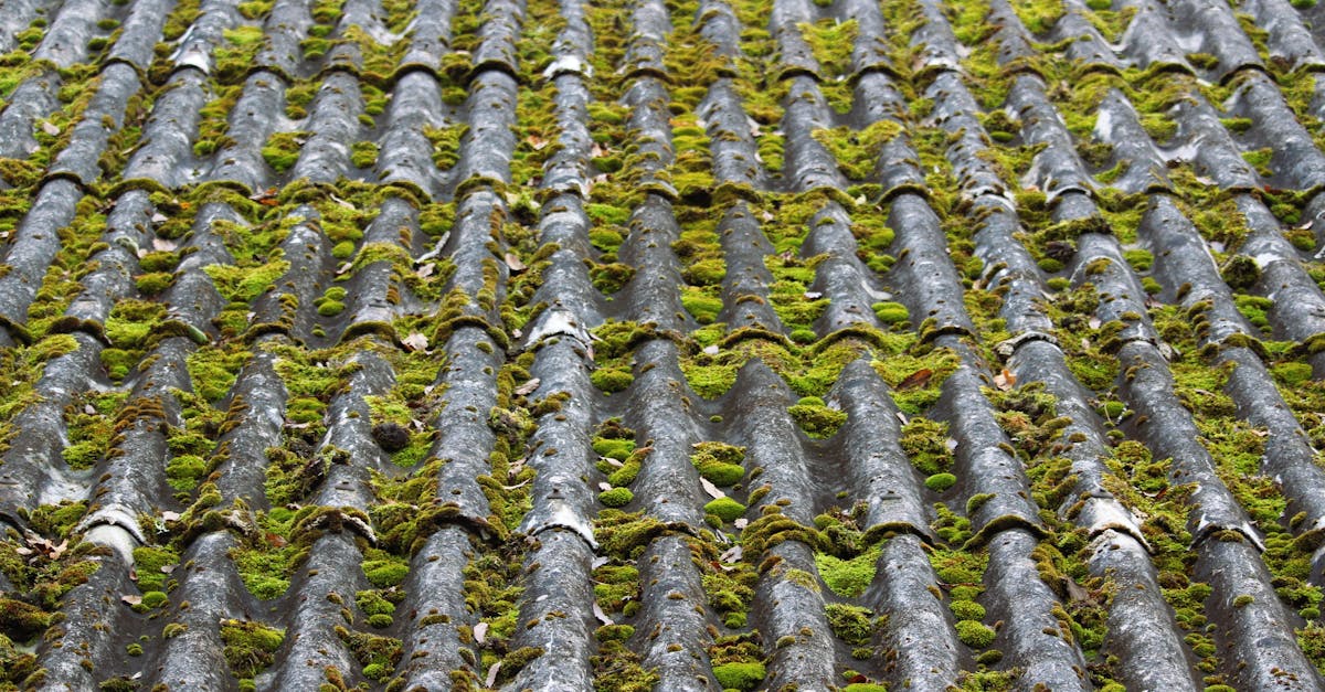 Preventative Measures to Keep Your Roof Algae-Free