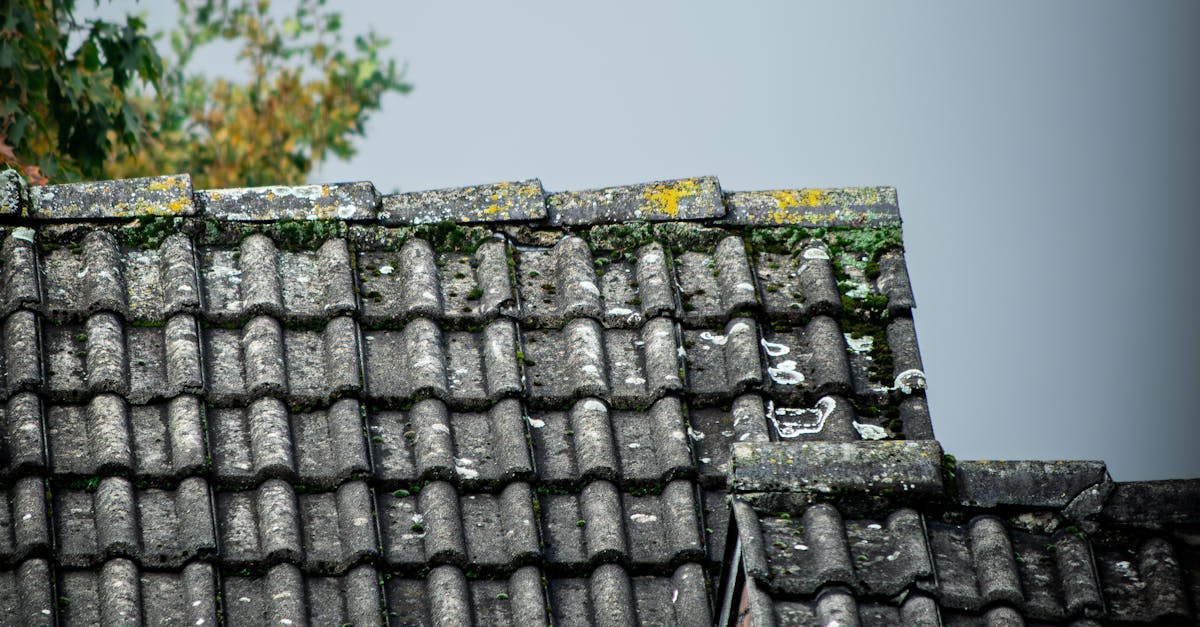 Seasonal Gutter Care for Sydney's Unique Climate