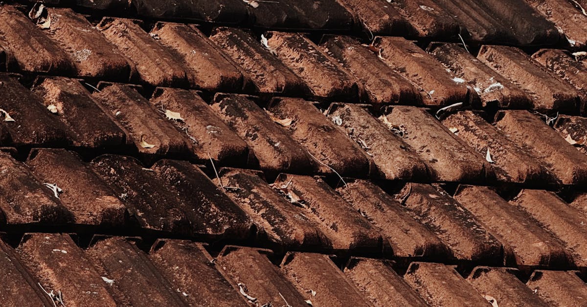 Signs Your Roof Needs Moss and Algae Treatment